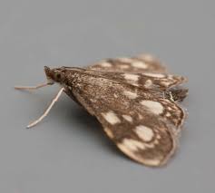 Attēlu rezultāti vaicājumam “Anania stachydalis”