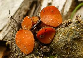 Attēlu rezultāti vaicājumam “Melastiza chateri”