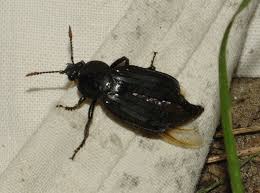 Attēlu rezultāti vaicājumam “Anacampsis blatariella”