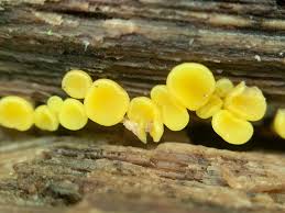 Attēlu rezultāti vaicājumam “Bisporella citrina”