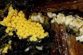 Attēlu rezultāti vaicājumam “Licea chelonoides spores”