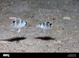 Image result for Monotaxis grandoculis