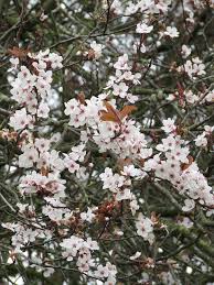 Attēlu rezultāti vaicājumam “Prunus cerasifera var. divaricata flower”