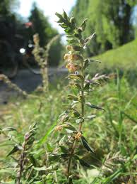 Attēlu rezultāti vaicājumam “Odontites vulgaris flower”