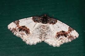 Attēlu rezultāti vaicājumam “Ligdia adustata”