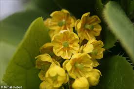 Attēlu rezultāti vaicājumam “Berberis vulgaris flower”
