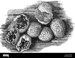 Attēlu rezultāti vaicājumam “Badhamia macrocarpa”