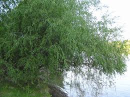 Attēlu rezultāti vaicājumam “Salix daphnoides subsp. acutifolia bud”