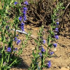 Image result for Hyssopus officinalis