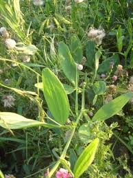 Attēlu rezultāti vaicājumam “Lathyrus latifolius leaf”