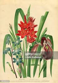 Attēlu rezultāti vaicājumam “Iridaceae”