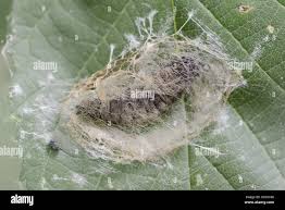 Attēlu rezultāti vaicājumam “Thyatira batis larva”