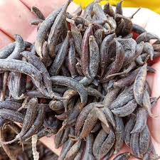 Attēlu rezultāti vaicājumam “Cercidiphyllum japonicum fruit”