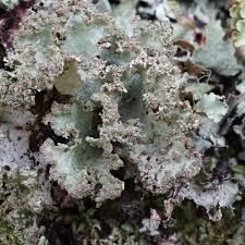 Attēlu rezultāti vaicājumam “Platismatia glauca”