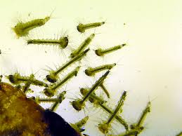 Attēlu rezultāti vaicājumam “Culex pipiens larva”