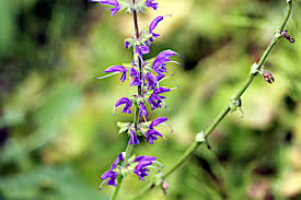 Image result for Salvia pratensis