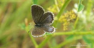 Attēlu rezultāti vaicājumam “Everes argiades male”