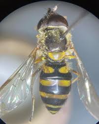 Attēlu rezultāti vaicājumam “Syrphus sp.”