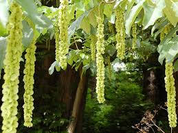 Attēlu rezultāti vaicājumam “Pterocarya fraxinifolia leaf”
