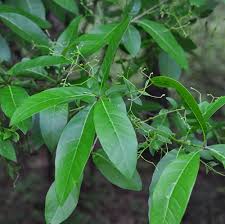 Attēlu rezultāti vaicājumam “Chionanthus virginicus leaf”