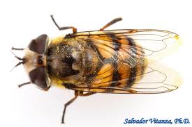 Attēlu rezultāti vaicājumam “Syrphidae”