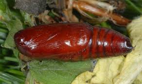 Attēlu rezultāti vaicājumam “Diarsia brunnea”