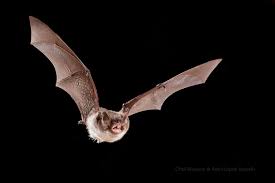 Attēlu rezultāti vaicājumam “Myotis daubentonii”