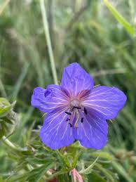 Attēlu rezultāti vaicājumam “Geranium pratense flower”