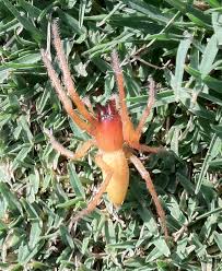 Attēlu rezultāti vaicājumam “Miturgidae”