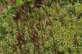 Attēlu rezultāti vaicājumam “Dichodontium pellucidum”