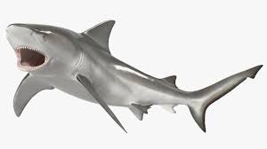 Image result for Carcharhinus leucas