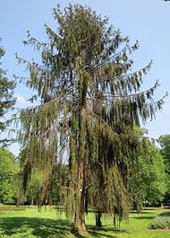 Attēlu rezultāti vaicājumam “Picea abies fo. virgata”