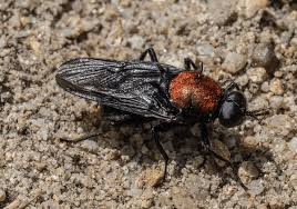 Attēlu rezultāti vaicājumam “Clitellaria ephippium”