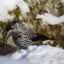 Attēlu rezultāti vaicājumam “Nucifraga caryocatactes adult”