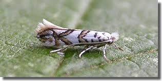 Attēlu rezultāti vaicājumam “Phyllonorycter platanoidella”
