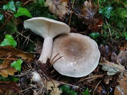 Attēlu rezultāti vaicājumam “Clitocybe nebularis”