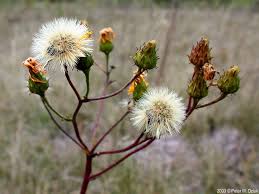Attēlu rezultāti vaicājumam “Hieracium umbellatum”