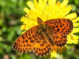 Attēlu rezultāti vaicājumam “Boloria titania upperside”