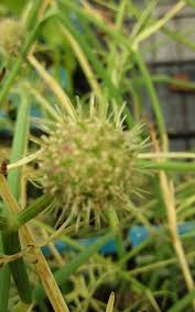 Attēlu rezultāti vaicājumam “Oenanthe aquatica flower”