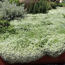 Attēlu rezultāti vaicājumam “Thymus serpyllum”