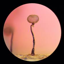 Attēlu rezultāti vaicājumam “Cribraria cancellata spores”