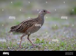 Attēlu rezultāti vaicājumam “Crex crex adult”