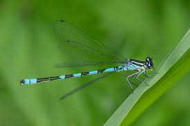 Attēlu rezultāti vaicājumam “Coenagrion hastulatum”