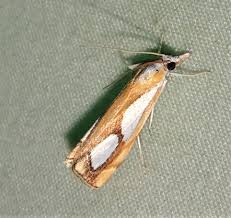 Attēlu rezultāti vaicājumam “Catoptria margaritella”