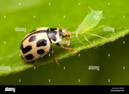 Attēlu rezultāti vaicājumam “Propylea quatuordecimpunctata”