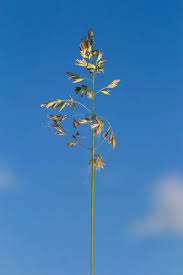 Attēlu rezultāti vaicājumam “Poa angustifolia”