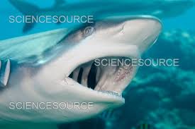 Image result for Carcharhinus amblyrhynchos