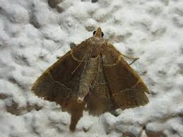 Attēlu rezultāti vaicājumam “Hypsopygia glaucinalis”