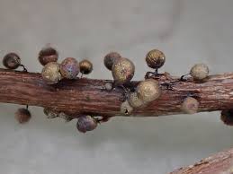 Attēlu rezultāti vaicājumam “Lamproderma arcyrioides”