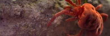 Attēlu rezultāti vaicājumam “Bryobia praetiosa”